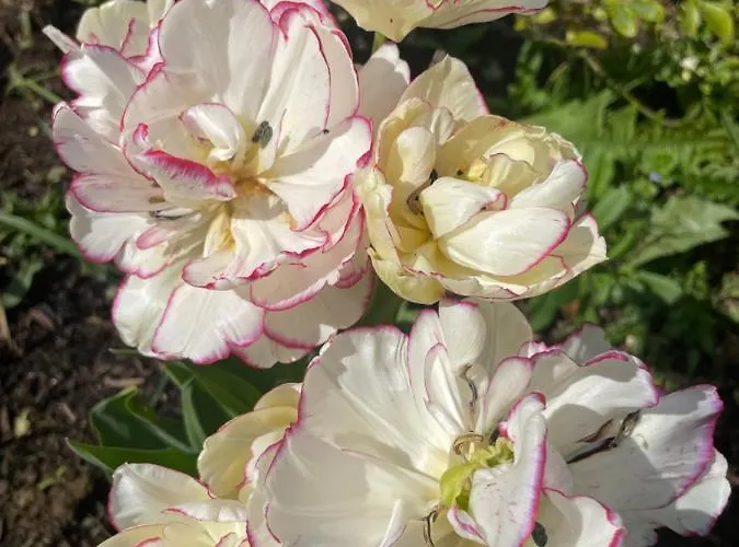 Domaine De La Vove Corbon (Orne)